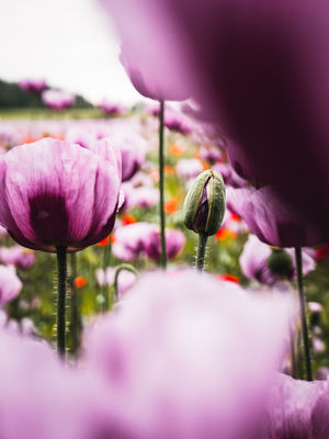 Poppies (2025) Poppies (2025) / Nature photography by Photographer René Greiner Fotografie ★5 | STRKNG
