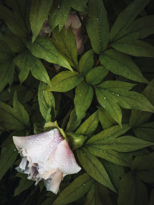 Natur  Fotografie von Fotograf René Greiner Fotografie ★5 | STRKNG