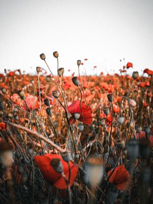 Poppies (2024, No. 5) / Natur  Fotografie von Fotograf René Greiner Fotografie ★3 | STRKNG