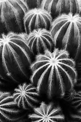 Parodia magnifica aus der Serie &quot;Botanica&quot; (2022) / Nature  photography by Photographer René Greiner Fotografie ★3 | STRKNG