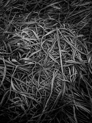 Frozen (2024) / Nature  photography by Photographer René Greiner Fotografie ★4 | STRKNG