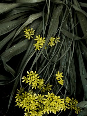 Flora (2024, No. 40) / Natur  Fotografie von Fotograf René Greiner Fotografie ★3 | STRKNG