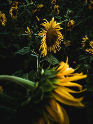 Sunflowers (2024, No. 10) / Nature  photography by Photographer René Greiner Fotografie ★4 | STRKNG