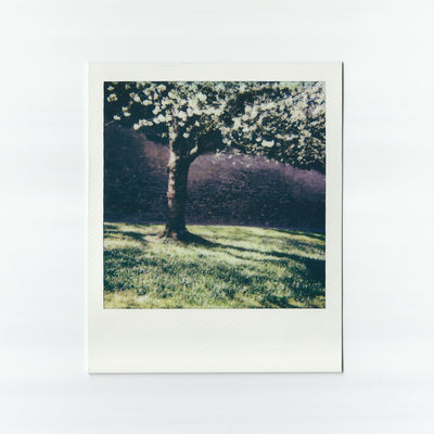 Blühender Baum (2025) Blühender Baum (2025) / Instant-Film Fotografie von Fotograf René Greiner Fotografie ★5 | STRKNG