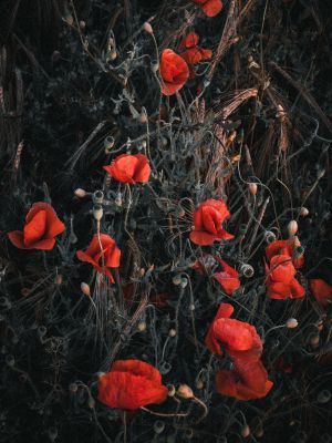 Poppies (2024, No. 10) / Natur  Fotografie von Fotograf René Greiner Fotografie ★3 | STRKNG