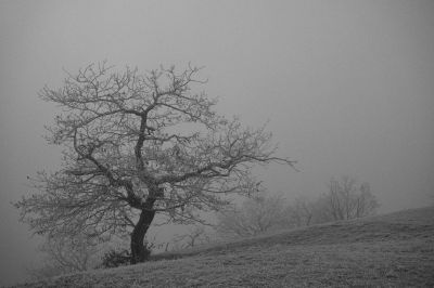 A foggy day / Landscapes  Fotografie von Fotograf Boerge | STRKNG