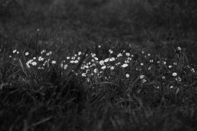 Nature  photography by Photographer Boerge | STRKNG