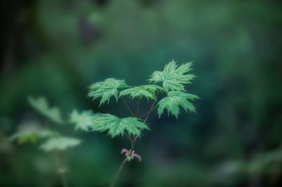 Blätter hedöns / Creative edit  photography by Photographer Hartmut Kettenburg | STRKNG