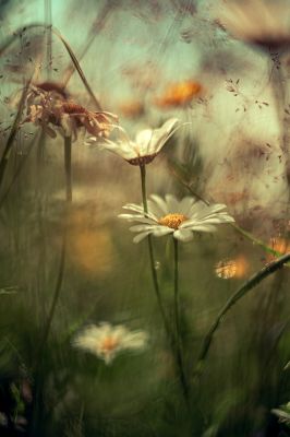 Blüten / Stimmungen  Fotografie von Fotograf Falko Matte ★10 | STRKNG