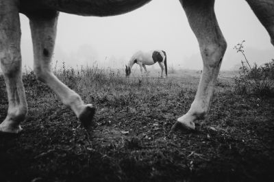 Framed / Tiere  Fotografie von Fotograf Tomáš Hudolin ★2 | STRKNG