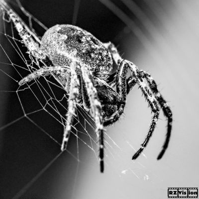 Spider in BW / Makro  Fotografie von Fotograf RZ.VISION ★1 | STRKNG