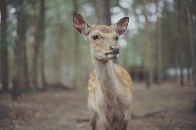 Blickkontakt - &copy; Tim Kamenz | Natur