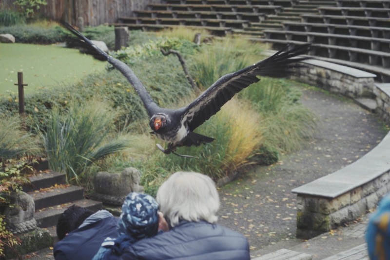 Im Flug - &copy; Tim Kamenz | Animals