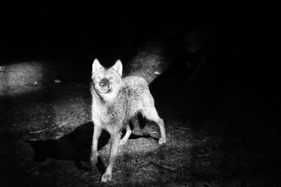 Wolfsnacht / Schwarz-weiss  Fotografie von Fotograf Tim Kamenz | STRKNG