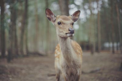 Blickkontakt / Natur  Fotografie von Fotograf Tim Kamenz | STRKNG