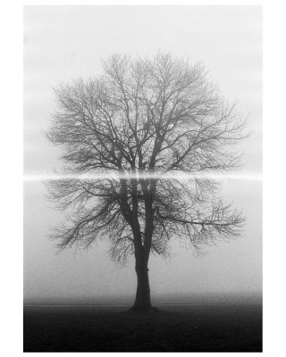 Baum im Nebel / Schwarz-weiss  Fotografie von Fotograf David Jahn ★3 | STRKNG