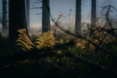 Farn im Schwarzwald / Nature  photography by Photographer David Jahn ★3 | STRKNG