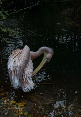 Pelikan nach dem Bad / Tiere  Fotografie von Fotografin Angelika de Munnik | STRKNG