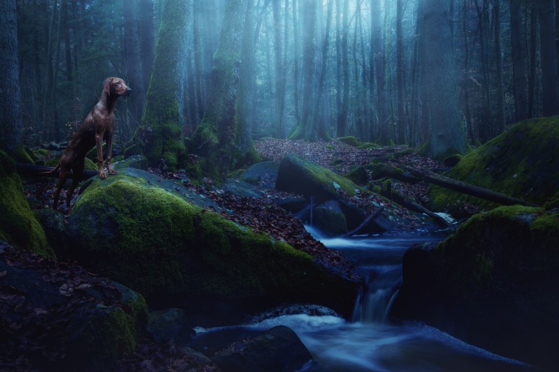 Camillo in the Woods - &copy; Patrick Illhardt | Animals