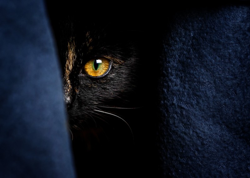 I see you - &copy; Patrick Illhardt | Tiere