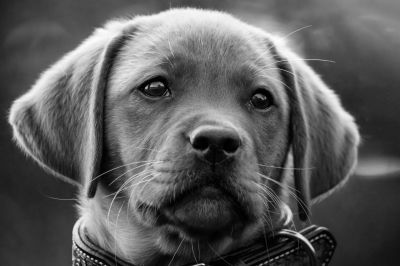 Lotte / Tiere  Fotografie von Fotograf Patrick Illhardt ★2 | STRKNG