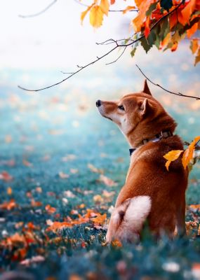 Whisky / Tiere  Fotografie von Fotograf Patrick Illhardt ★2 | STRKNG