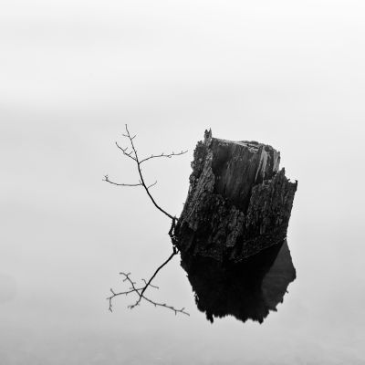 tree trunk in water / Wasserlandschaften  Fotografie von Fotograf Franz Hering | STRKNG