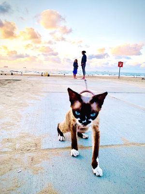 Catwalk on the Beach / Photojournalism  photography by Photographer Andrea Ege | STRKNG
