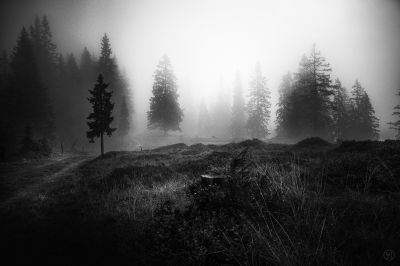 v.o.m. a.u.f.b.Ä.u.m.e.n.. / Landscapes  Fotografie von Fotograf kiitos_c ★6 | STRKNG