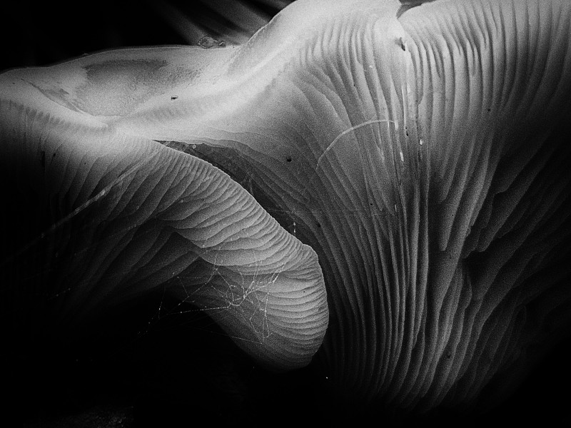 Mushrooms - &copy; Storvandre Photography | Nature