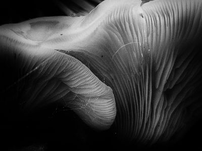 Mushrooms / Natur  Fotografie von Fotograf Storvandre Photography ★2 | STRKNG