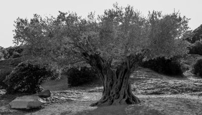 Der Olivenbaum / Schwarz-weiss  Fotografie von Fotograf Martin Schweitzer ★2 | STRKNG