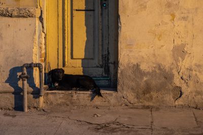 Havanna / Tiere  Fotografie von Fotograf Martin Schweitzer ★2 | STRKNG