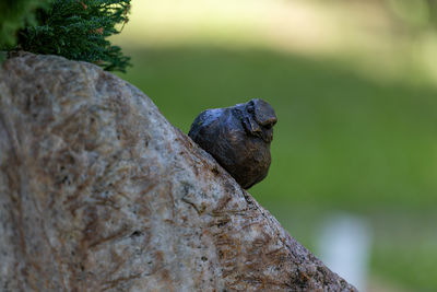Angry bird on a tombstone. / Animals  photography by Photographer Martin Schweitzer ★2 | STRKNG