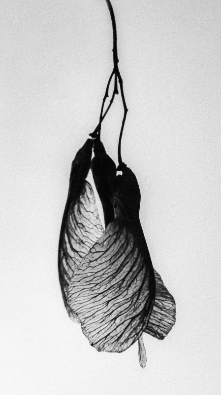 seeds - &copy; Joseph Beer | Black and White