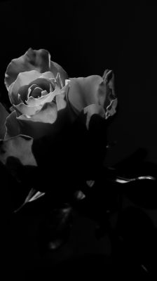 rose / Schwarz-weiss  Fotografie von Fotograf Joseph Beer | STRKNG