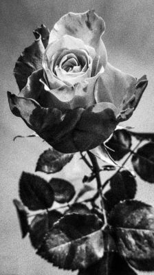 rose / Schwarz-weiss  Fotografie von Fotograf Joseph Beer | STRKNG
