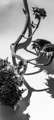 sunflower / Schwarz-weiss  Fotografie von Fotograf Joseph Beer | STRKNG