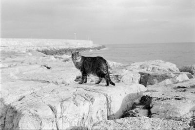 Animals  photography by Photographer Giulia Galeno ★2 | STRKNG