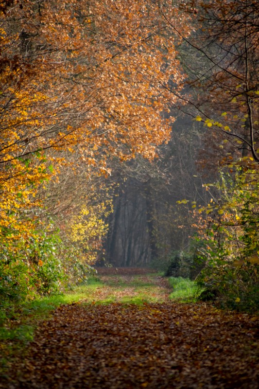 The way - &copy; Jürgen Eid | Nature