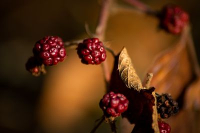 Natur  Fotografie von Fotograf Jürgen Eid | STRKNG