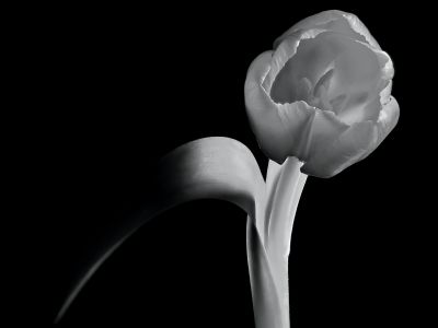 Tulpe - Tulip / Schwarz-weiss  Fotografie von Fotograf Joachim Dudek ★1 | STRKNG