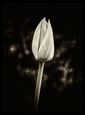 Tulpe - Tulip / Schwarz-weiss  Fotografie von Fotograf Joachim Dudek ★1 | STRKNG