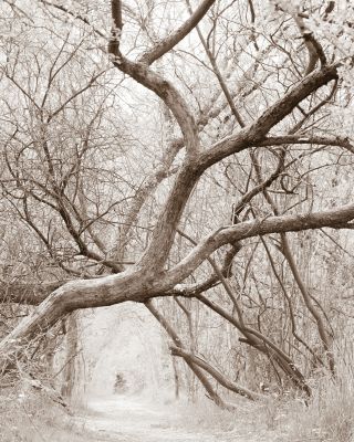 sacred grove I / Natur  Fotografie von Fotograf Danny Tangermann ★1 | STRKNG