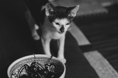 MIKOTO / Tiere  Fotografie von Fotografin soulcatch.me ★1 | STRKNG