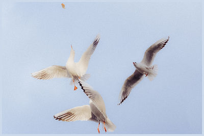 Möwen auf Futtersuche - Gathering for food Möwen auf Futtersuche - Gathering for food / Animals photography by Photographer Gerhard Gruber | STRKNG
