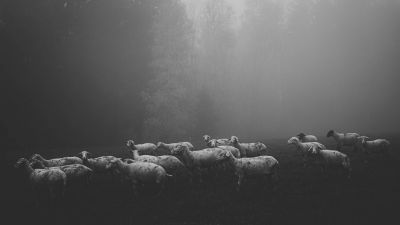 Fog sheeps / Tiere  Fotografie von Fotograf Gerhard Gruber | STRKNG