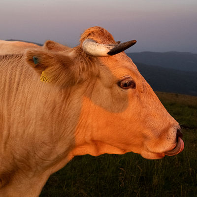 I am Kuh(l) / Animals  photography by Photographer Gerhard Gruber | STRKNG