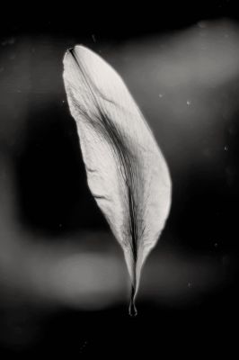 Leaf on the window / Still life  photography by Photographer Bedaman ★9 | STRKNG