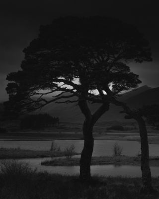 Caledonian Pine, Loch Tulla / Landscapes  Fotografie von Fotograf Alistair Keddie ★2 | STRKNG
